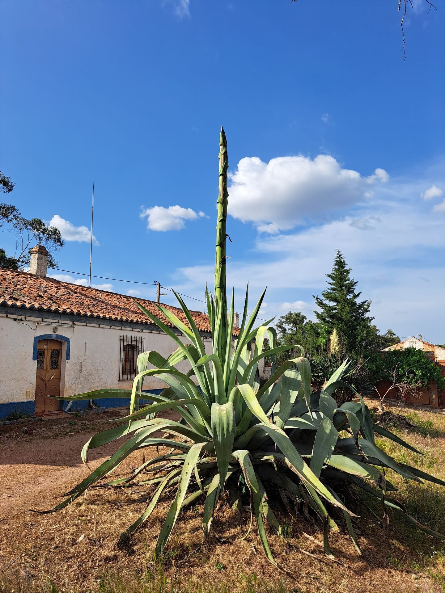 Detalhe da paisagem da Herdade